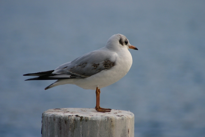 Bord du lac Clarens - 056